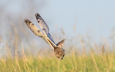 Short-eared owl diving in a field