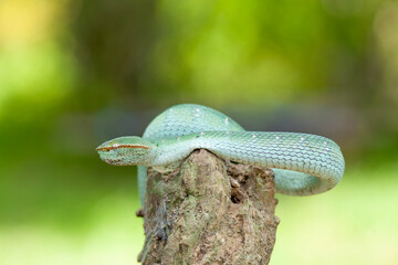Borneo Viper very Dangerous Snake From Kalimantan Forest