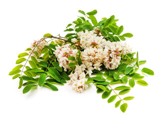 Fototapeta premium White acacia flowers.