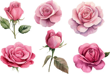 pink roses pattern