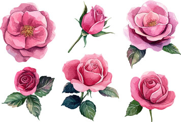 Naklejka premium set of pink roses isolated on white