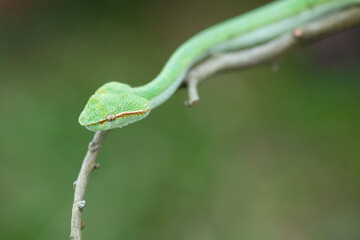 Borneo Viper very Dangerous Snake From Kalimantan Forest