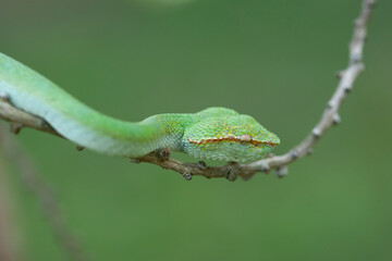 Borneo Viper very Dangerous Snake From Kalimantan Forest