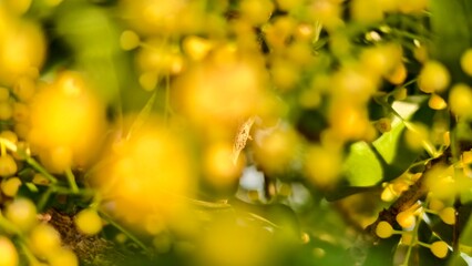 yellow autumn leaves blurry background