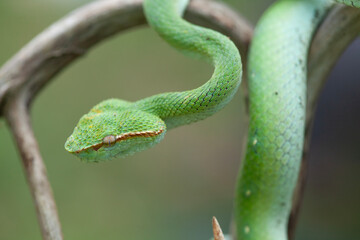 Borneo Viper very Dangerous Snake From Kalimantan Forest