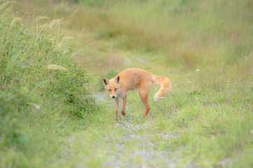 Fototapeta premium 夏の風景