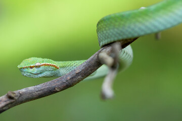 Borneo Viper very Dangerous Snake From Kalimantan Forest