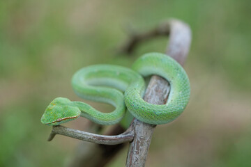 Borneo Viper very Dangerous Snake From Kalimantan Forest