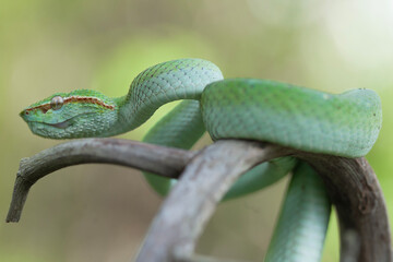 Borneo Viper very Dangerous Snake From Kalimantan Forest