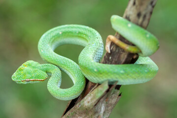 Borneo Viper very Dangerous Snake From Kalimantan Forest