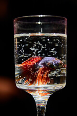 A fish is swimming in a glass of water. The fish is orange and black. The glass is half full