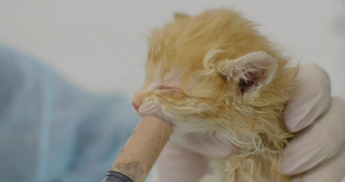 A vet takes care of a tiny homeless kitten. A vet feeds a tiny wet orange tabby kitten with a syringe, providing the necessary nutrition and care to the helpless orphaned kitten.