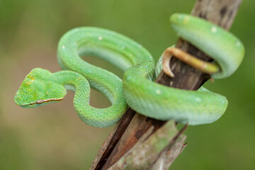 Borneo Viper very Dangerous Snake From Kalimantan Forest