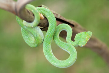 Borneo Viper very Dangerous Snake From Kalimantan Forest