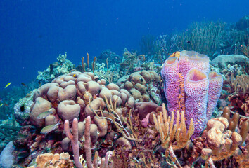 Caribbean coral garden, Bonaire
