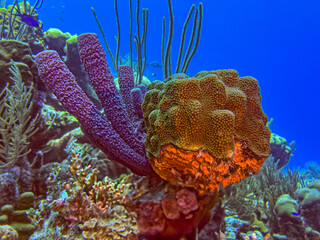 Obraz premium Caribbean coral garden, Bonaire
