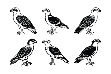 Osprey (Pandion haliaetus) animal design, labeled line art vector art illustration.