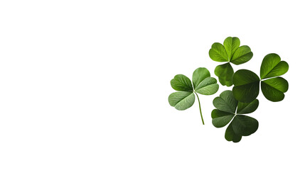 Obraz premium Four leaf clover on a white background. St. Patrick's Day celebration, luck and fortune concept, copy space