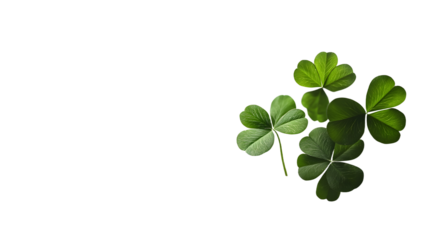 Four leaf clover on a white background. St. Patrick's Day celebration, luck and fortune concept, copy space