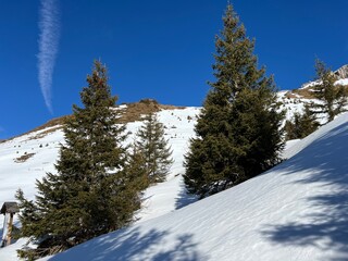 Picturesque canopies of alpine trees in a typical winter atmosphere after snowfall over the tourist resort of Engelberg in the Swiss Alps - Canton of Obwalden, Switzerland (Kanton Obwald, Schweiz)