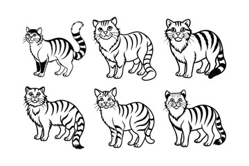 Pallas's Cat (Otocolobus manul) animal design, labeled line art vector art illustration.