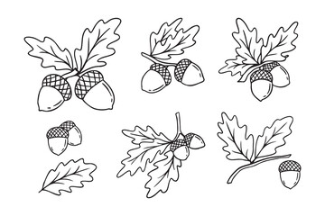 Hand drawn doodle oak leaves acorns icon set. leaf, acorn of an oak tree. Outline drawing an acorn.  © Yanka