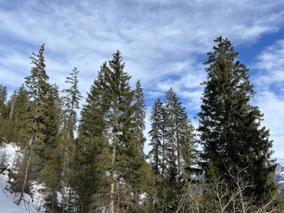Picturesque canopies of alpine trees in a typical winter atmosphere after snowfall over the tourist resort of Engelberg in the Swiss Alps - Canton of Obwalden, Switzerland (Kanton Obwald, Schweiz)
