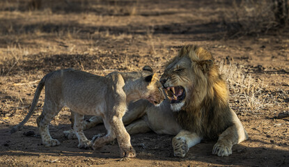 lion cub in the savannah