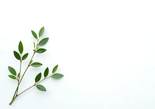 leafy green branches sit isolated pure white snowy backdrop nature