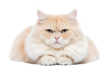 Fototapeta premium A fluffy, white Persian cat with long fur, lounging on a white surface. Transparent background