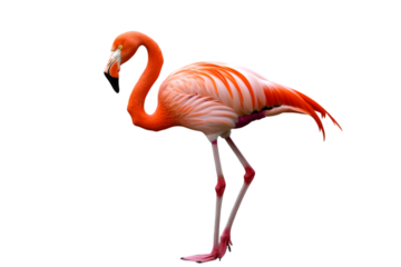 A graceful flamingo with a bright pink color, standing elegantly on one leg. Transparent background


