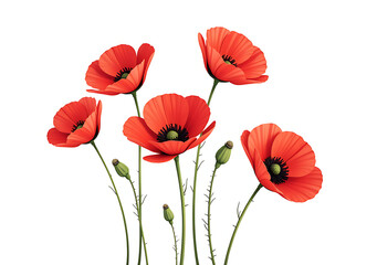 Obraz premium poppies arranged floral design isolated pure white