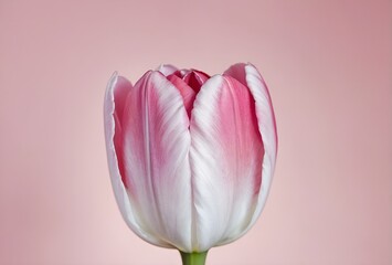 An Elegant Pink and White Tulip Captured on a Soft Pink Background for Aesthetic Appeal