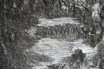 texture of natural birch bark