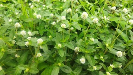 white flower of Amaranthaceae, Alternanthera sessilis, beautifull tiny white flower in clos eup view 