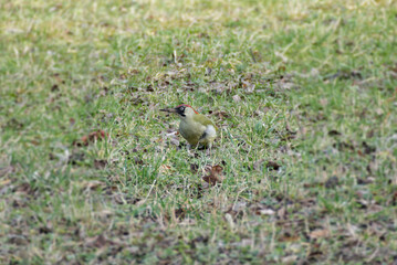 European green woodpecker (Picus viridis) sitting on the ground in Zurich, Switzerland