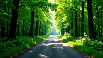 Obraz premium Serene Forest Road Sunlit Pathway Through Lush Greenery, Tranquil Nature Scene