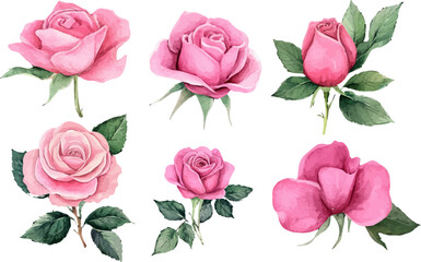 set of pink roses