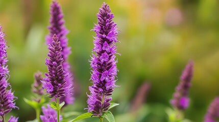 Obraz premium A bunch of purple flowers with green leaves