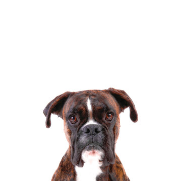 boxer breed dog looking