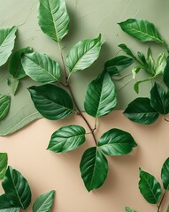 Obraz premium Fresh green merging into soft beige natural leaf texture background