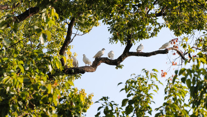 Pigeons standing on a branch  against sky
