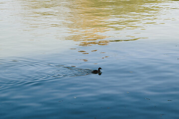 Duck swimming in the lake