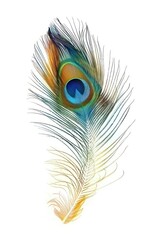 Obraz premium Colorful peacock feather bird.
