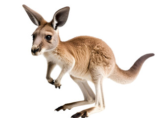 A playful baby kangaroo hopping around with its tail raised, set against a white background. Transparent background


