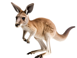 A playful baby kangaroo hopping around with its tail raised, set against a white background. Transparent background


