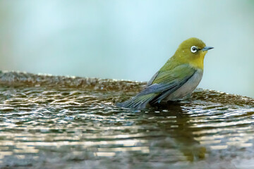 Bird: Japanese white-eye