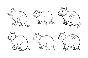 Quokka (Setonix brachyurus) animal design, labeled line art vector art illustration.