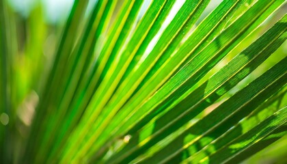 Abstract background of green palm leaves, branches. Tropical foliage wallpaper for desktop, covers, templates