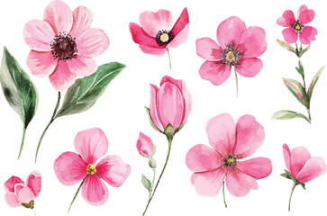 pink and white flowers